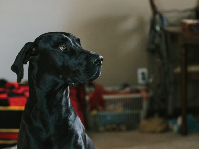 shallow focus photography of dog